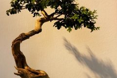 IMG_9490