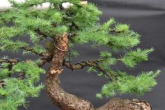 Tentoonstelling-Taxus-Tjeu-Klein