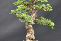 Ulmus-parvifolia-Klein