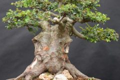 Ulmus-parvifolia-groot-Klein