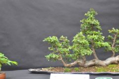 Vlotstijl-Chinesche-iep-Klein