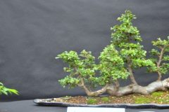 Vlotstijl-ulmus-1-Klein
